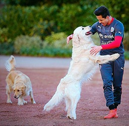 Alexis Sanchez tập luyện cùng cún cưng